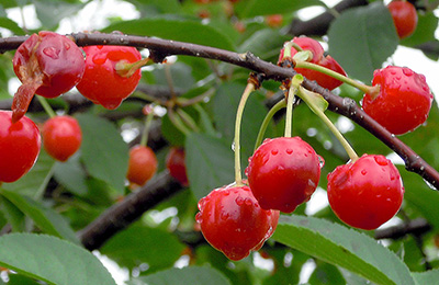 Cherries with hail damage.