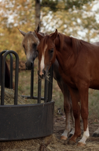 Horses eating hay.