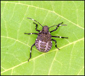 Third instar. Third instar.