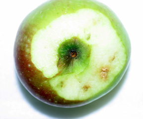 Late season damage in an apple. Late season damage in an apple.