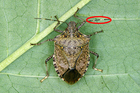 Adult marmorated stink bug with antennal markings highlighted. Adult marmorated stink bug with antennal markings highlighted.