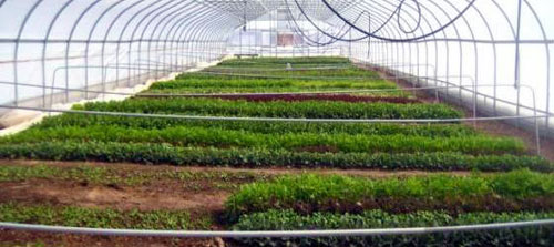 MSU student organic farm