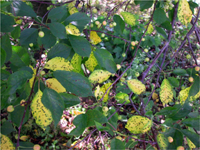 Spores are dispersed from leaf to leaf by wind or rain.