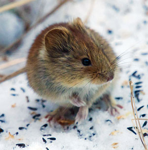 Vole