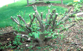 Burning Bush pruned back about girdling.