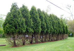 Deer browse on Arborvitae.