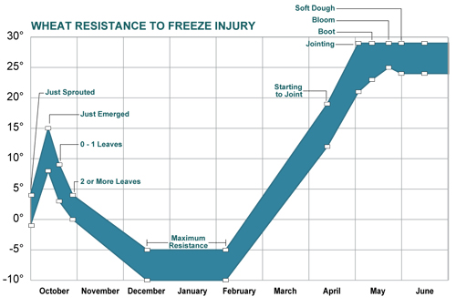 Temperatures that cause freezing injury to winter wheat Temperatures that cause freezing injury to winter wheat