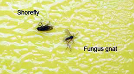 Fungus gnat adult vs. Shore fly.