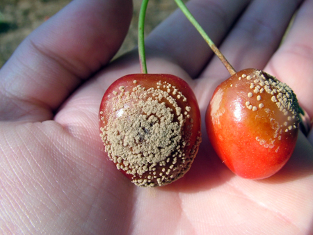 American brown rot on cherries.