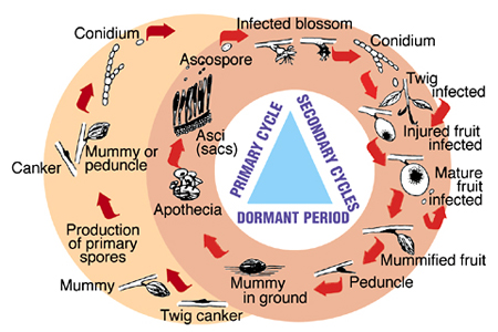 American brown rot life cycle. 