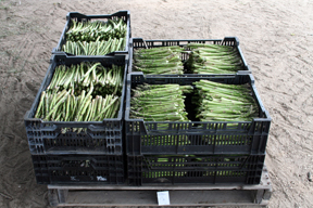 Asparagus in crates.