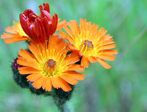 Orange hawkweed.