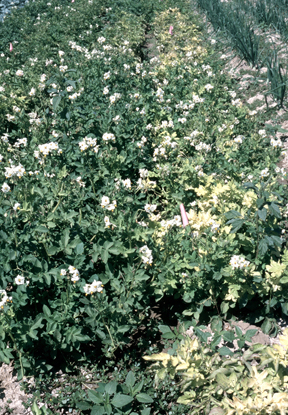 Potatoes on the left are healthy; potatoes on the right are showing symptoms of psyllid damage.