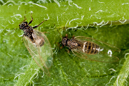 Adults of potato psyllids.