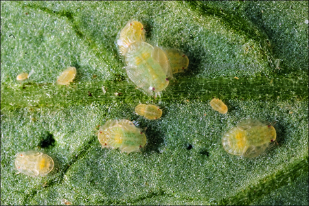 Nymphs (immature) of potato psyllids.