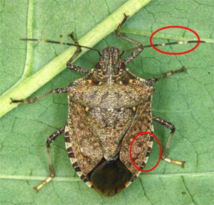 Brown marmorated stink bug