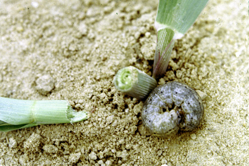 Cutworm and cutworm damage