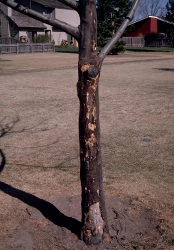 Sunscald damage on tree
