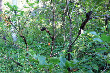 Black knot galls