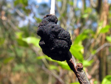Black knot gall close-up