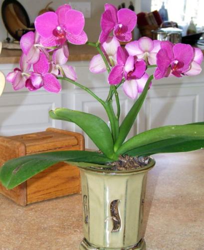 Phalaenopis orchids