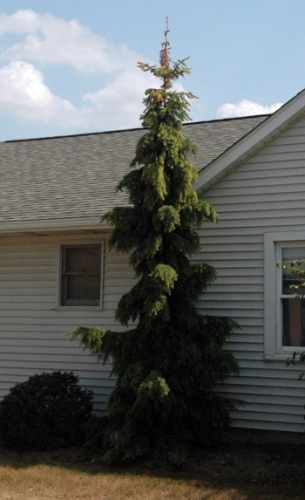 Imprelis injury on Serbian spruce