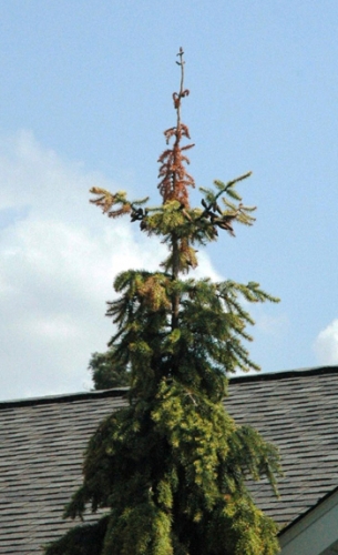 Close up of Imprelis injury on Serbian spruce