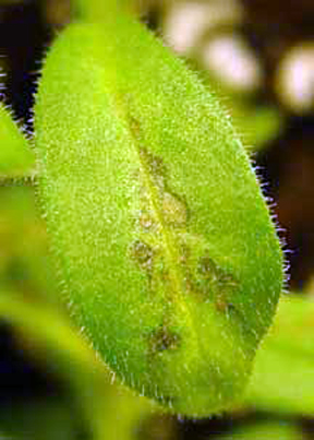 TMV lesions on a leaf. TMV lesions on a leaf.