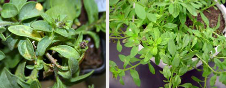 TMV damage on a petunia plant. TMV damage on a petunia plant.