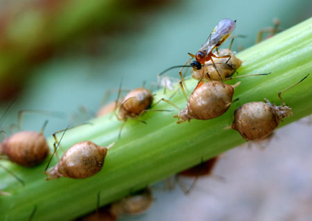 Aphid mummies