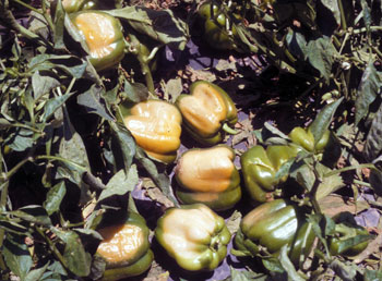 Sunscald on peppers