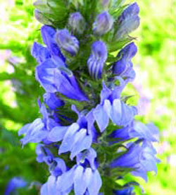 Blue lobelia