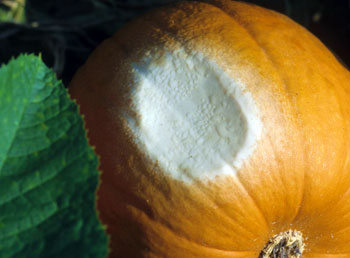 Sunscald on pumpkin