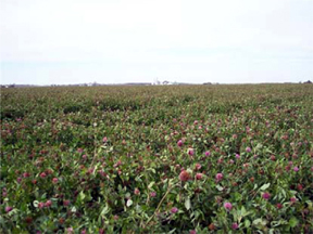 Red Clover.