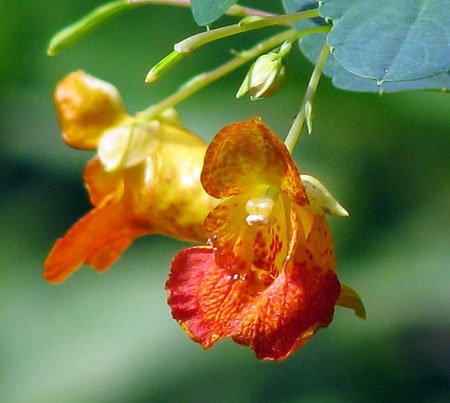 Jewelweed