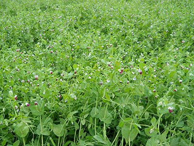 4010 forage peas