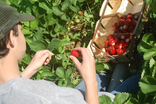 Urban Strawberry Picking