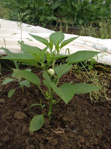 Pepper transplant