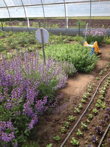 Flowering herbs in hoophouse