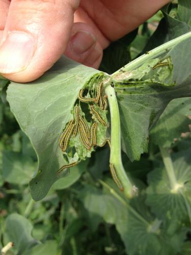 Zebra caterpillars on pea