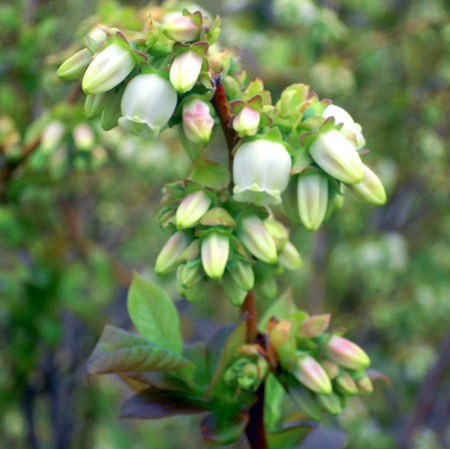 Bluetta blueberry bloom