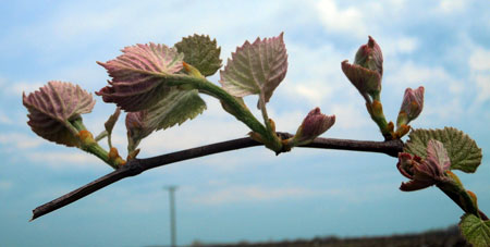 Concord grape shoots