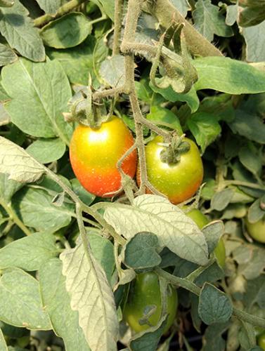 yellow shoulders in tomato