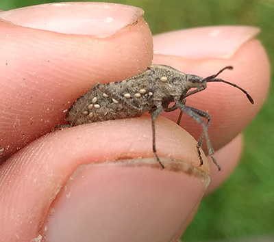 squash bug