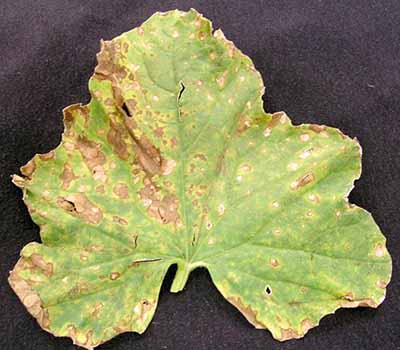 Downy mildew on a leaf.