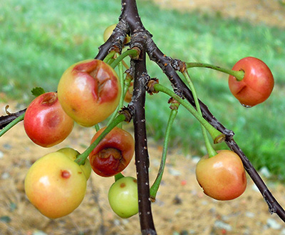 Hail damage fruit tree
