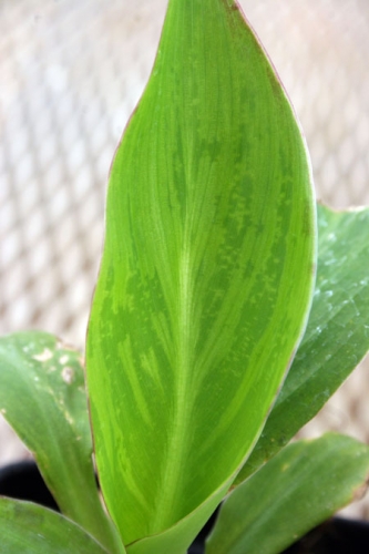 Virus symptoms are visible on the emerging foliage of a virus-infected canna plant.