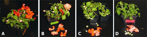 dosage effect of ethylene