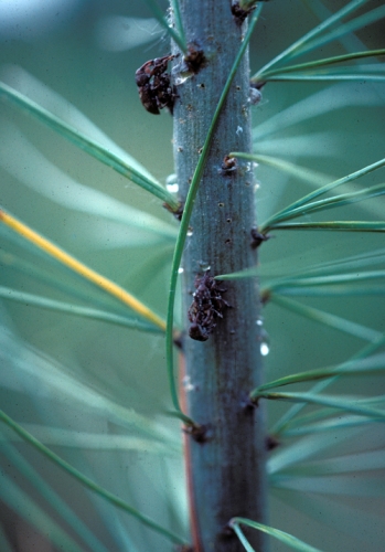 Over-wintering adult white pine Over-wintering adult white pine