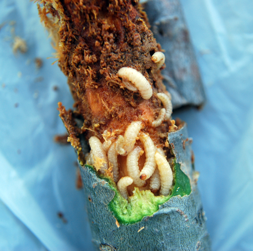 Larvae Larvae